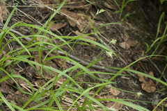 Carex pallida