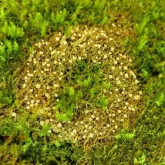 Roseodiscus subcarneus