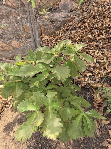 Daimyo Oak