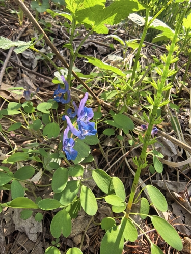 Corydalis caudata