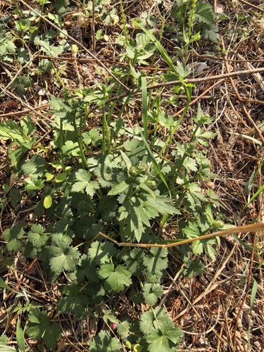 Japanese Buttercup