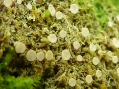 Roseodiscus subcarneus