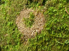 Roseodiscus subcarneus