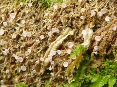 Roseodiscus subcarneus