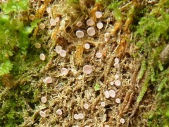 Roseodiscus subcarneus