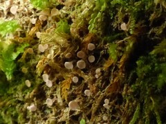 Roseodiscus subcarneus