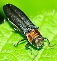 Agrilus ruficollis
