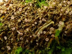 Roseodiscus subcarneus