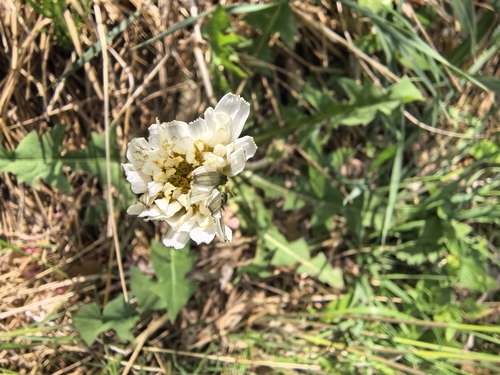 White-flowering Korean dandelion