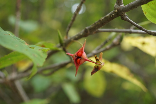 Euonymus macropterus iNat (2)