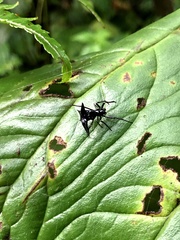 Micrathena raimondi