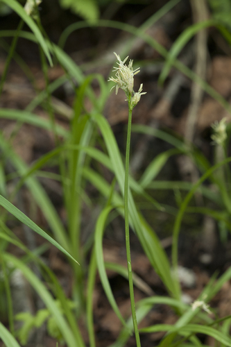 Carex pallida iNat (2)