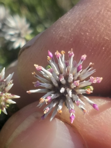 Image of Stoebe microphylla by (c) kevin koen, some rights reserved (CC BY-SA)