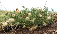 Oxytropis stenofoliola