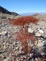 Eriogonum rixfordii