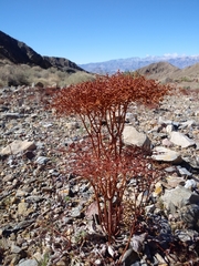Eriogonum rixfordii