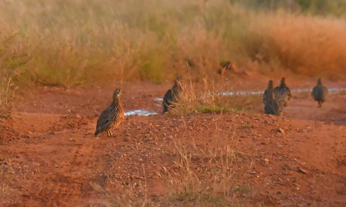 iNaturalist image