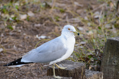 Larus delawarensis
