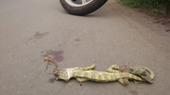 Chamaeleo zeylanicus