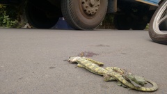 Chamaeleo zeylanicus