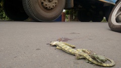 Chamaeleo zeylanicus