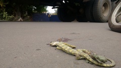 Chamaeleo zeylanicus