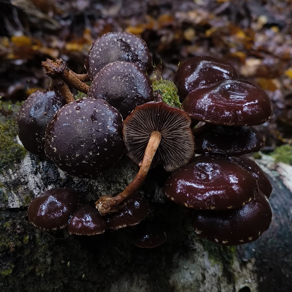 Hypholoma brunneum · April 2026 · photo: © zedt (iNaturalist, cc-by)