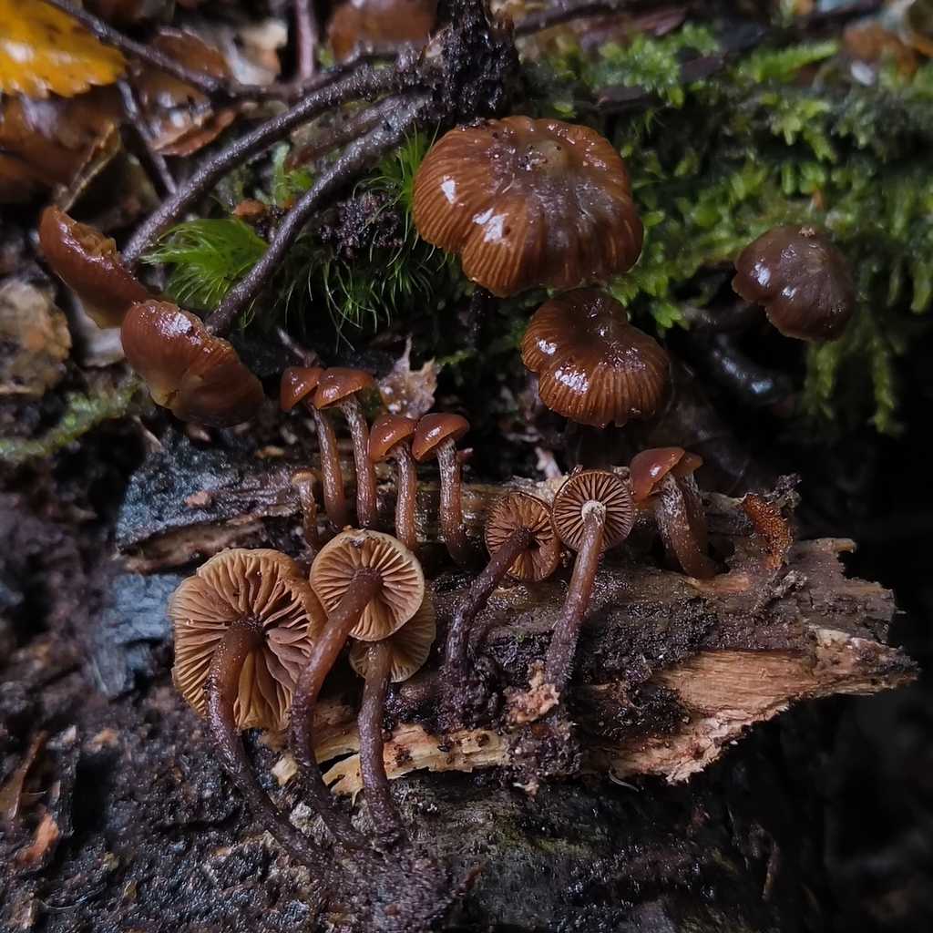 Kuehneromyces brunneoalbescens · April 2026 · photo: © zedt (iNaturalist, cc-by)