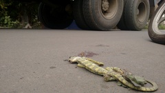 Chamaeleo zeylanicus