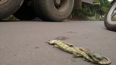 Chamaeleo zeylanicus