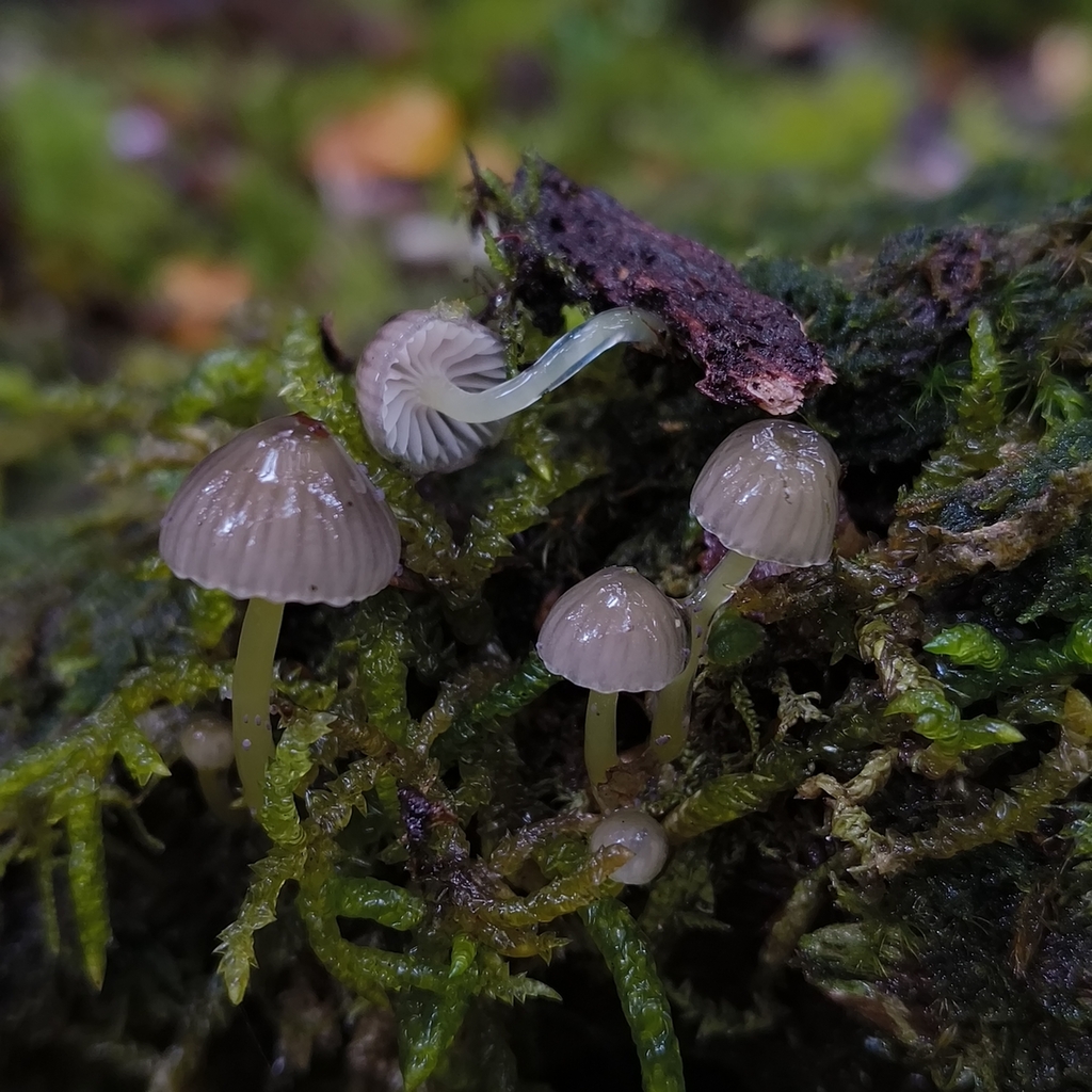Mycena subviscosa · April 2026 · photo: © zedt (iNaturalist, cc-by)