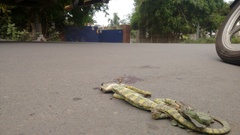 Chamaeleo zeylanicus