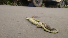 Chamaeleo zeylanicus