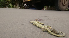 Chamaeleo zeylanicus