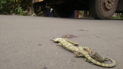 Chamaeleo zeylanicus