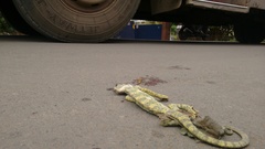 Chamaeleo zeylanicus