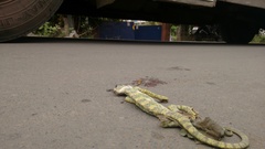 Chamaeleo zeylanicus