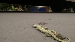 Chamaeleo zeylanicus