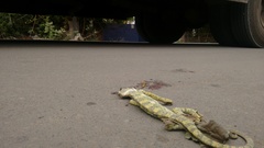 Chamaeleo zeylanicus