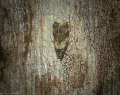 Barea bryochroa