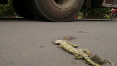 Chamaeleo zeylanicus