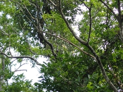 Anodendron benthamianum