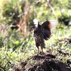 Pternistis clappertoni