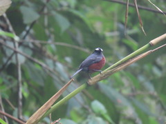 Ochthoeca cinnamomeiventris