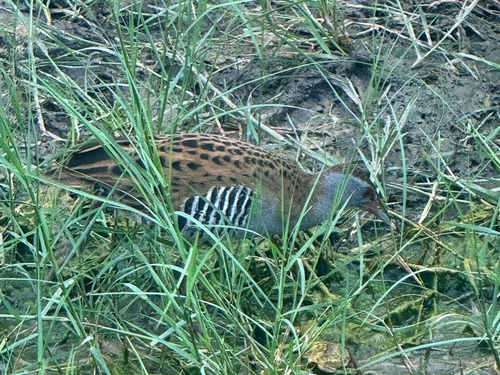iNaturalist image