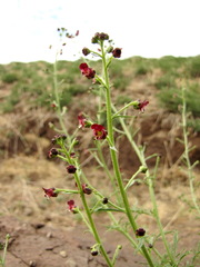 Scrophularia multicaulis