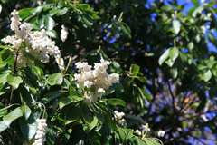 Pieris
