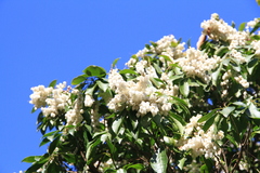 Pieris
