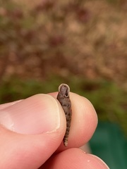 Alinda biplicata