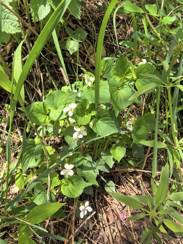 Long-stem violet